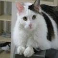 花猫朵儿198头像