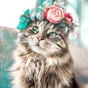 没有花园的牛今今的个人资料头像