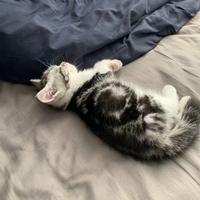 摇滚老李头像