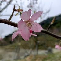 端庄优雅kang头像