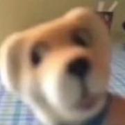 快乐牌刀片的个人资料头像