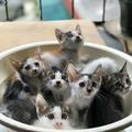 小喵楚门头像