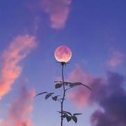 zeN0的个人资料头像