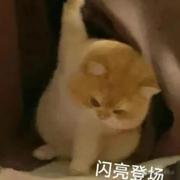 浅音调的个人资料头像