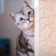 SH_麟的个人资料头像