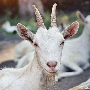 小羊侃历史头像