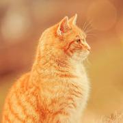 over607的个人资料头像