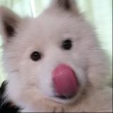 鹅卵石最棒头像