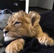 卷不动了的个人资料头像