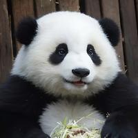 无坚不摧小漉漉头像