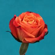 一只龙猫的个人资料头像