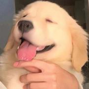 IvanLee7的个人资料头像