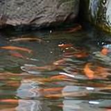 风云晨夕头像