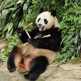 仙豆安的壮头像