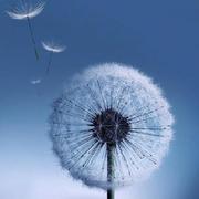 zhonglh的个人资料头像