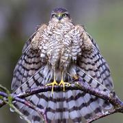 blueboxH的个人资料头像