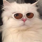 Cccccccc的个人资料头像