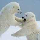 枫叶的个人资料头像