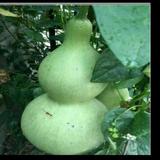 小葫芦头像
