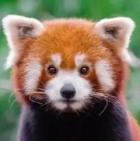 安逸小熊猫头像