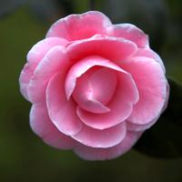 北京花不开头像