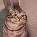 GJF丶凤兮的个人资料头像