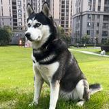 Husky哈哥头像