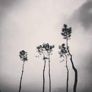 yipure的个人资料头像