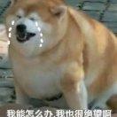 你一户口本都是憨熊的个人资料头像