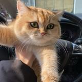 猫咪能有什么坏心思呢91头像