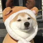 香菇白菜的个人资料头像