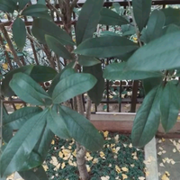 一片绿叶111130921头像
