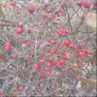 机智的孔雀Cx头像