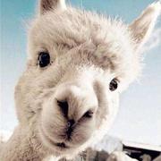 lingdianyiyuan的个人资料头像