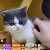 水之道之小肥鱼头像