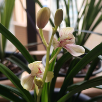 曹大娃和曹小娃头像