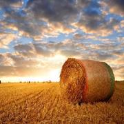 麦田里的麦的个人资料头像