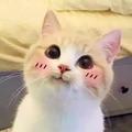 八封茶头像