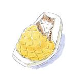 橘子冻柠茶头像