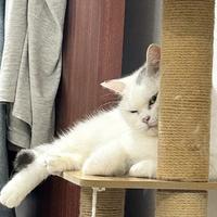 小咪有什么心事呢头像