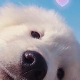 完美花猫男头像