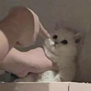 816的个人资料头像