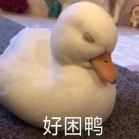 嗯咋回事哦头像