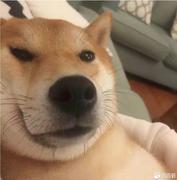 span的个人资料头像