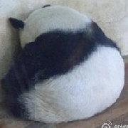 金色的存钱罐的个人资料头像