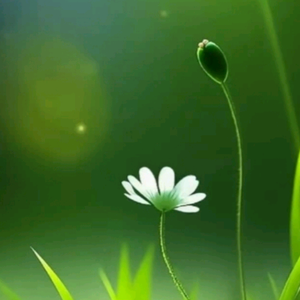 星苏流月头像
