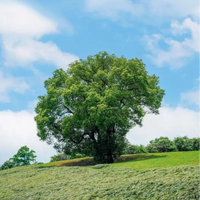 老李聊二手车头像