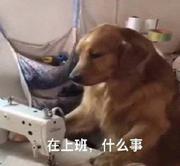飞翔的鸵鸟z的个人资料头像