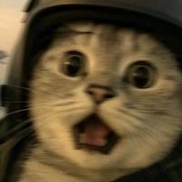 沉闷的小狗熊头像