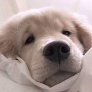 CCCzq的个人资料头像